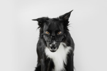Close up portrait of funny dog wearing glasses. Shocked Border Collie nerd, back to school, animal intelligence concept. Adorable pet looking aside isolated on white background with copy space. © 1STunningART