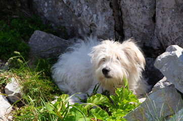 Coton de Tulear dog breed