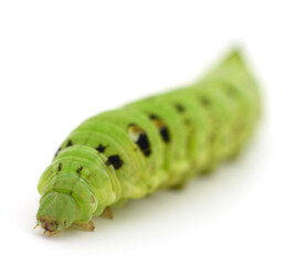 Green caterpillar isolated.