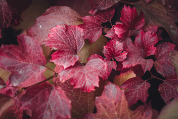 background from red leaves. different shades of red. autumn foliage. predominant red.