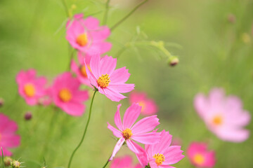 コスモス