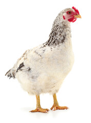 white hen isolated.