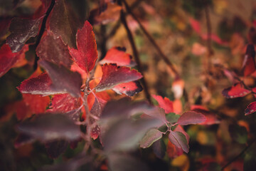 branch of a tree with red-orange foliage. fall. the background is blurred. close-up