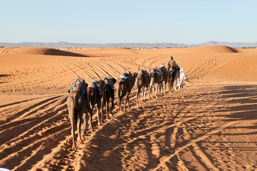 Berber guide walking dromedaries desert