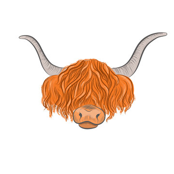 recommend clip art: Ginger grunting ox head vector illustration. Longhair yak face isolated on white background.