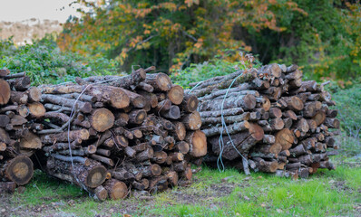 Big pile of wooden logs, holm oak, typical tree of central Sardinia