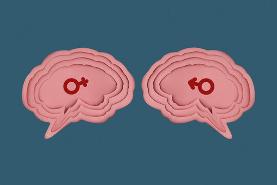 Female and Male Paper Brains