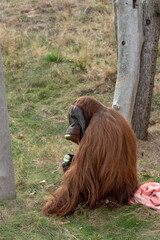 Orangutan enjoying sunny day sitting on a grass