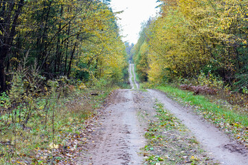Autumn forest. Autumn in the Park. Yellow and red leaves on trees in autumn. A forest road.