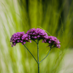 Fiori