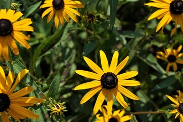 Obraz premium yellow flowers in the garden