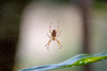 Close-up shot of a spider on the web