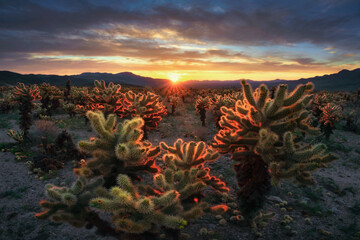 Sunrise over the cholla cactus, Mojave desert