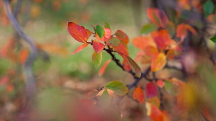 Fototapeta na wymiar Colorful autumn leaves on natural background