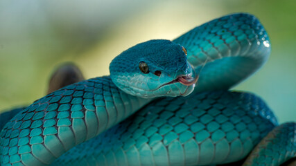 Blue Viper
