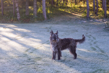 Beautiful grey back lit Picardy Shepherd standing unleashed in frosted lawn staring ahead, Levis, Quebec, Canada