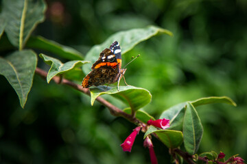 Fototapeta na wymiar Mariposas en las plantas de la casa