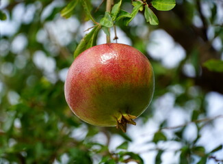 The fruit of the Dalmatian pomegranate, a healthy fruit full of antioxidants