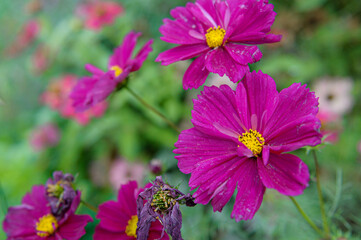 Obraz premium pink and purple flowers