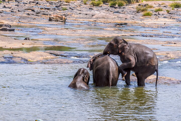 An elephant gets friendly with a possible mate in the Maha Oya river at Pinnawala, Sri Lanka, Asia