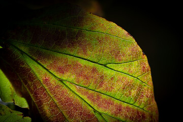 Autumn Leaf