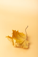 Autumn minimal art dream. Fall maple leaf on a colored minimal background.