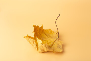 Autumn minimal art dream. Fall maple leaf on a colored minimal background.