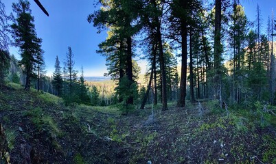 forest in the morning