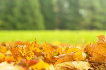 Autumn natural background. Autumn fallen leaves in the park against the background of trees on a sunny October day.