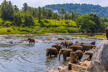 Fototapeta na wymiar Elephants cooling down in the Maha Oya river at Pinnawala, Sri Lanka, Asia