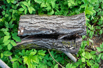 An old rotten stump with cracks and peeling bark lies on its side in the forest
