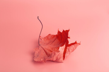 Autumn minimal art dream. Fall maple leaf on a colored minimal background.