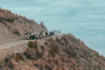 
beautiful mountains and llama herder at 3700 above sea level