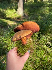 mushroom in the forest