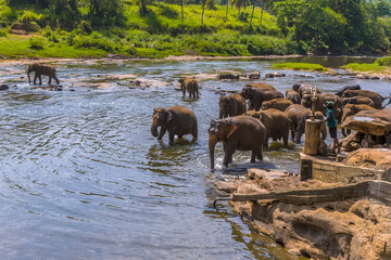 A herd of elephants cooling down in the Maha Oya river at Pinnawala, Sri Lanka, Asia