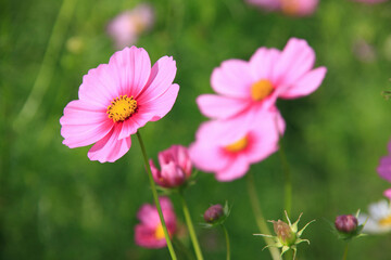 コスモス