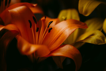 close up of orange lily flowers