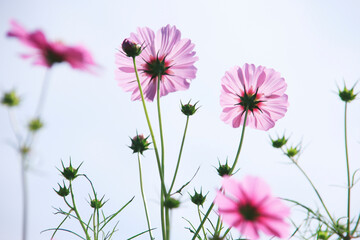 コスモス