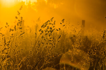 the sun's rays break through the lush grass. thick morning fog