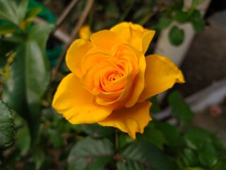 yellow rose in garden