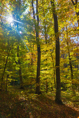 The beauty of trees in the autumn forest