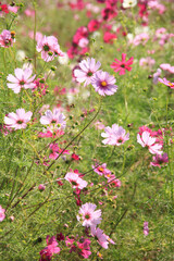 コスモス