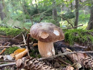 mushroom in the forest