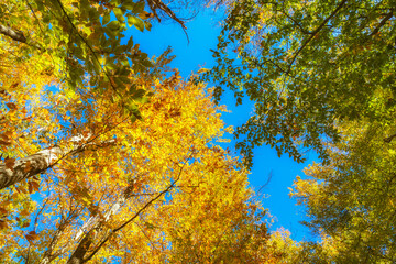 The beauty of trees in the autumn forest