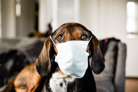 Dog wearing facemark during covid-19 pandemic