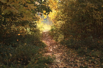 sun rays in forest