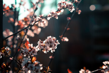 plum blossoms in the garden

