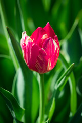 Naklejka premium Blooming tulipa gesneriana in the spring garden.