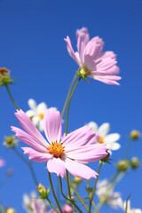 コスモス