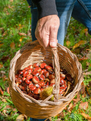 man holding a basket of chestnuts in the woods, Sardinian chestnuts, aritzo